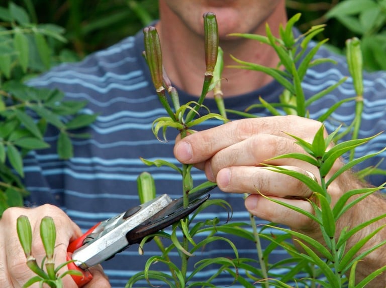 How to Deadhead Lilies