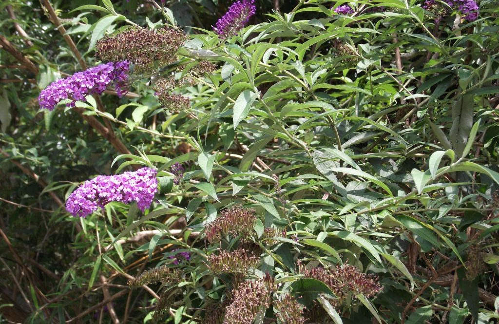 How to Deal with Buddleia Problems