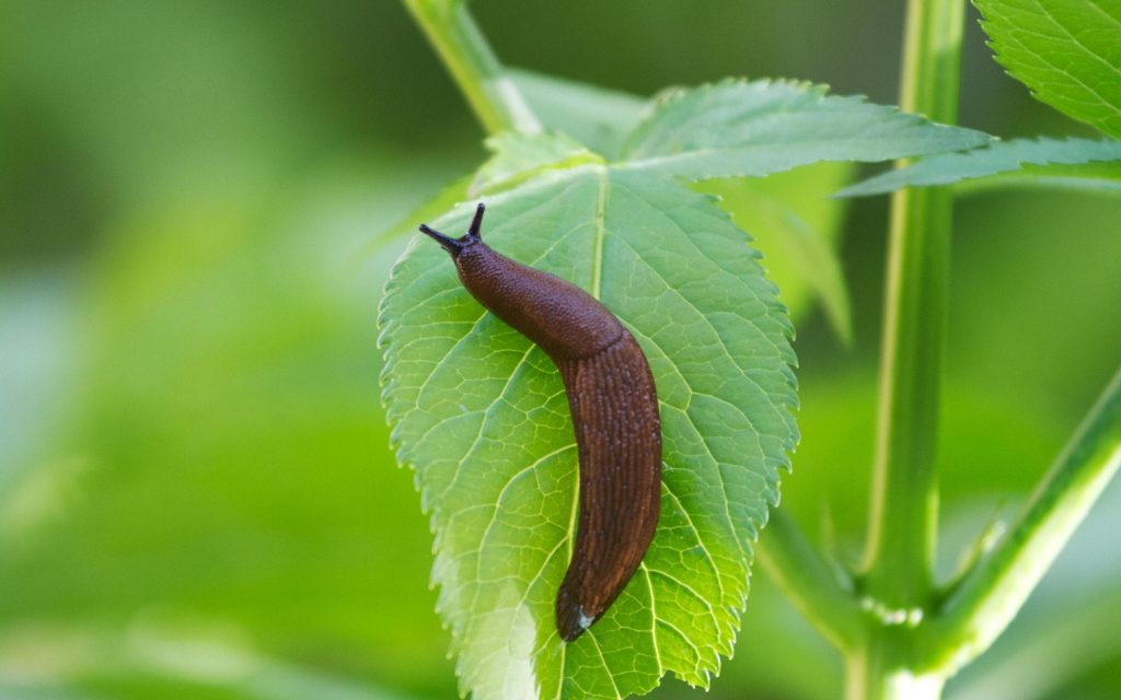 How to Encourage Good Slug Species in Your Garden