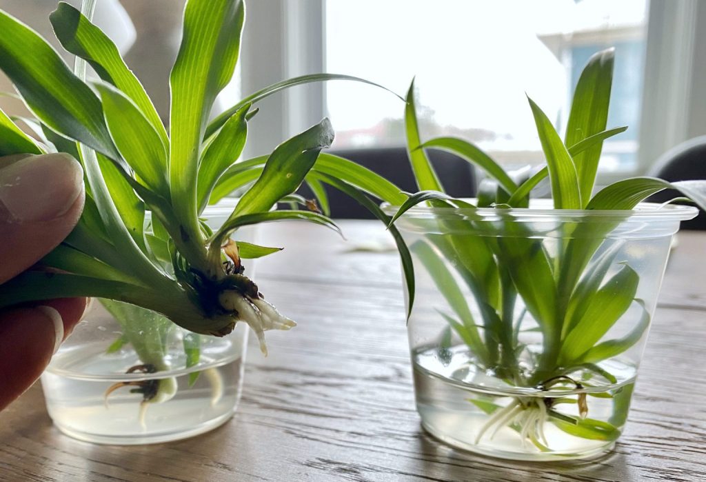 How to Ensure Blooming of Spider Plant
