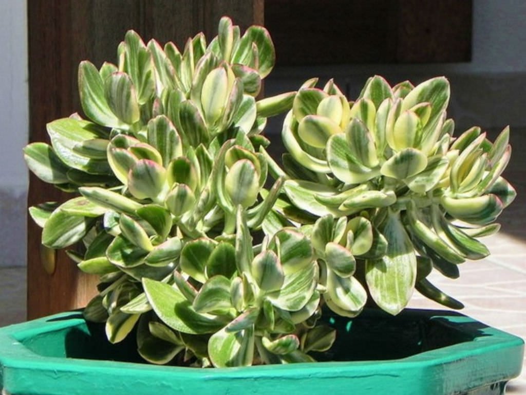 How to Fertilise a Crassula Ovata Plant