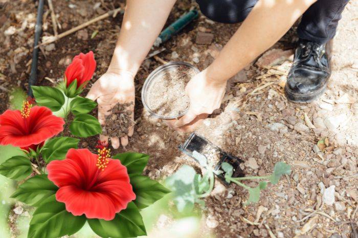How to Fertilise a Hibiscus Plant