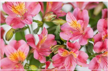 How to Grow Alstroemeria from Cuttings