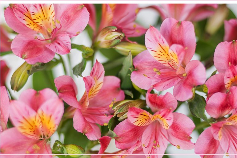 How to Grow Alstroemeria from Cuttings