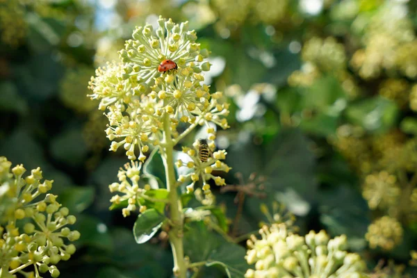 How to Grow Angelica Plant