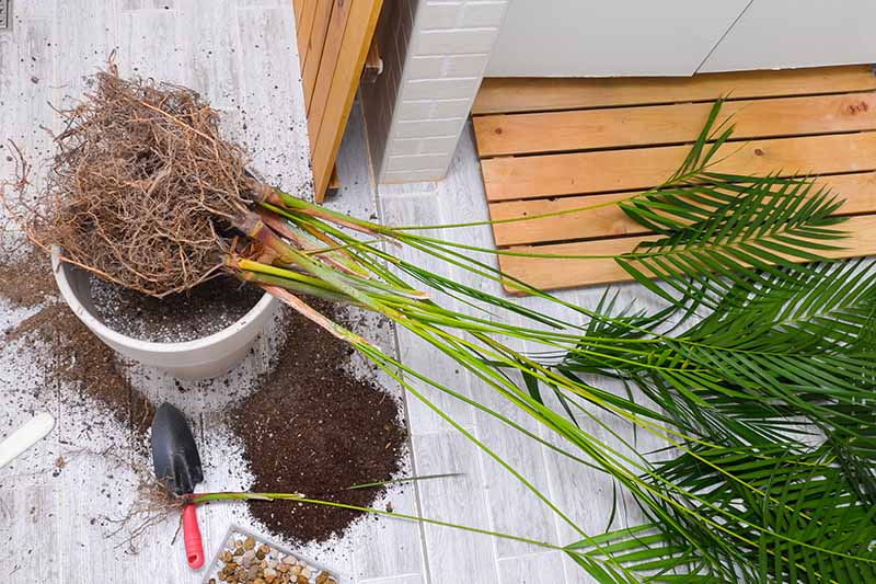 How to Grow Areca Palm Houseplant