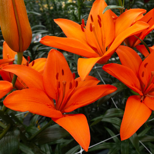 How to Grow Asiatic Lilies
