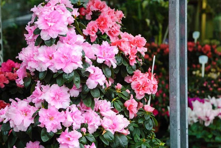 How Do You Take Care of a Potted Azalea?