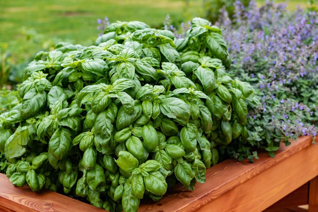How to Grow Basil Outdoors in the UK