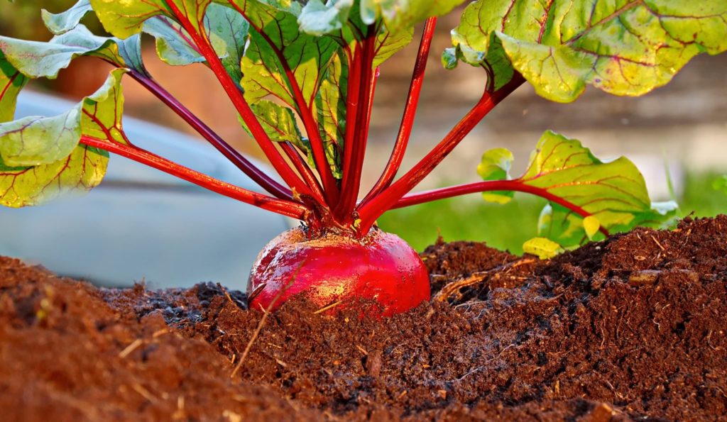 How to Grow Beetroot In Containers
