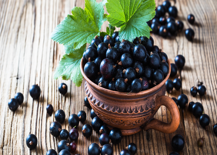 How to Grow Blackcurrant Bushes