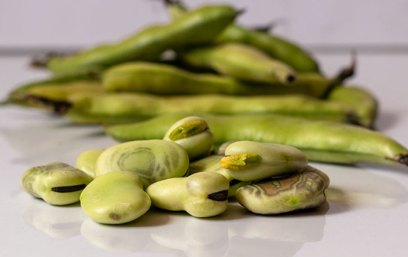 How to Grow Broad Beans from Scratch