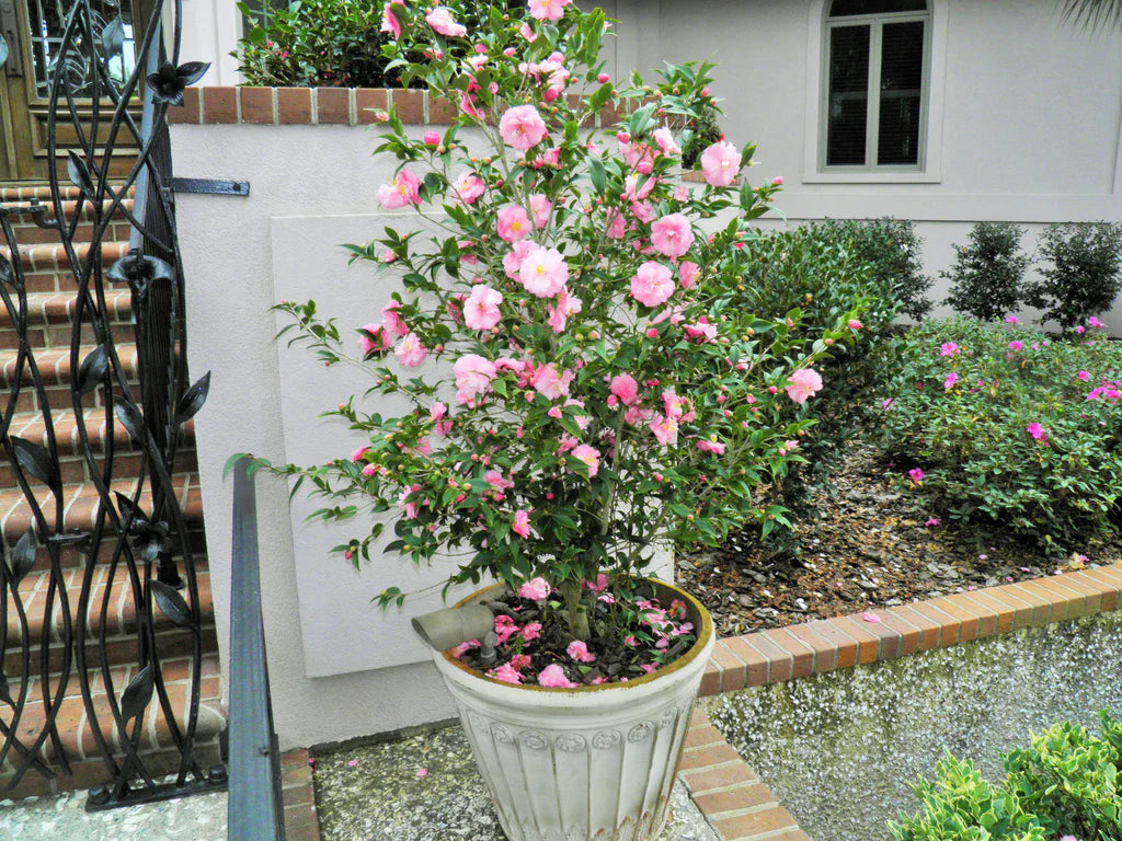 How to Grow Camellia in Pots