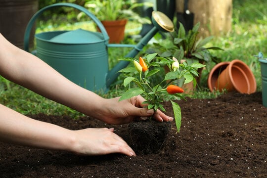 How to Grow Chillies