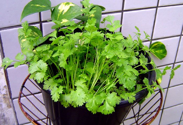 How to Grow Coriander in Containers