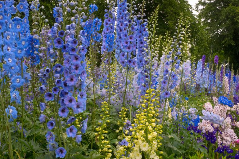 When and How to Sow Delphinium Seeds in the UK The Arches