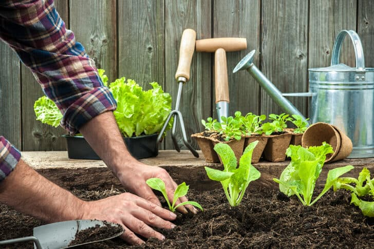 How to Grow Delphiniums From Seeds