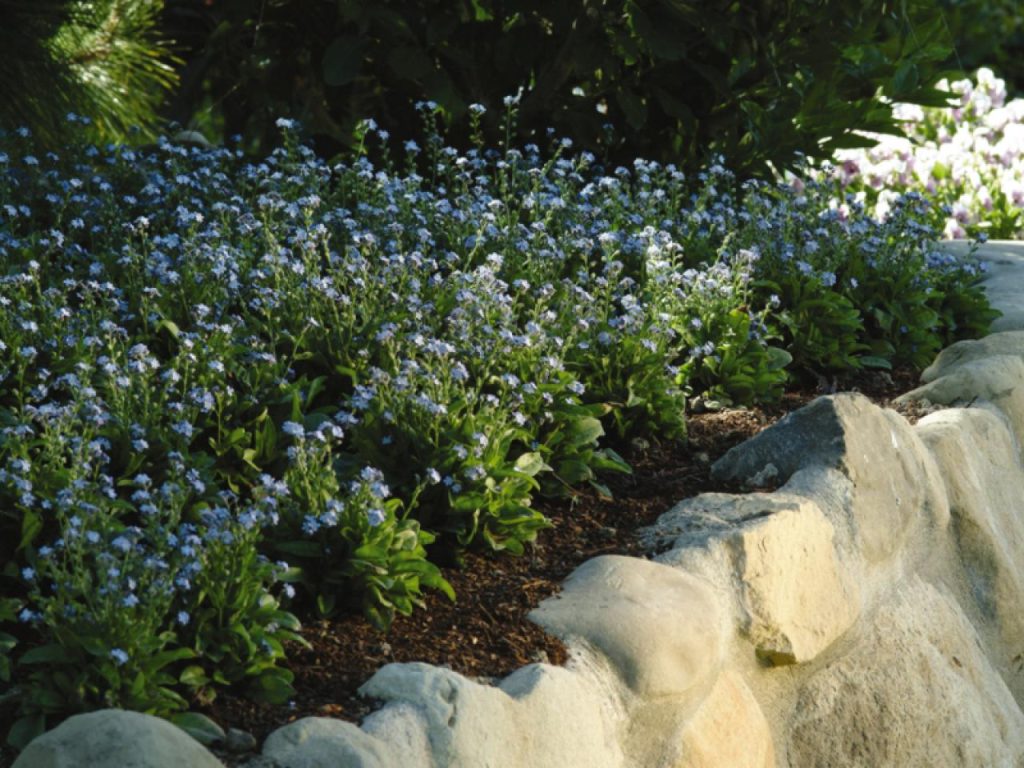 How to Grow Forget-Me-Nots