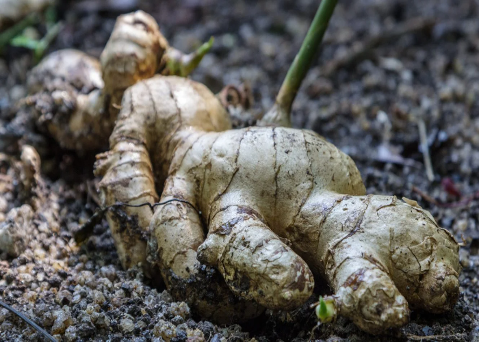 How to Grow Ginger