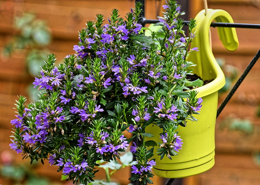 How to Grow Hebe in Pots