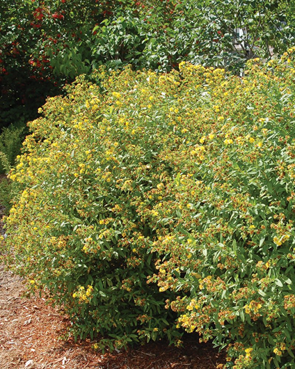 How to Grow Hypericum 'St. John's Wort'