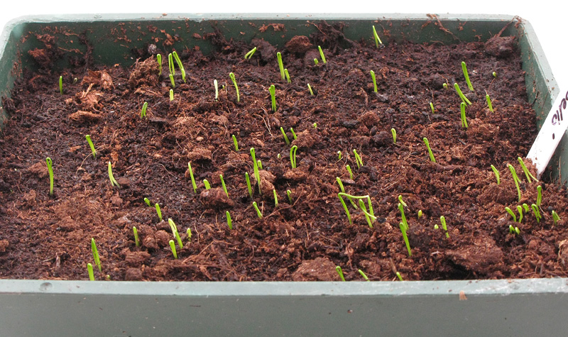 How to Grow Leeks from Seed