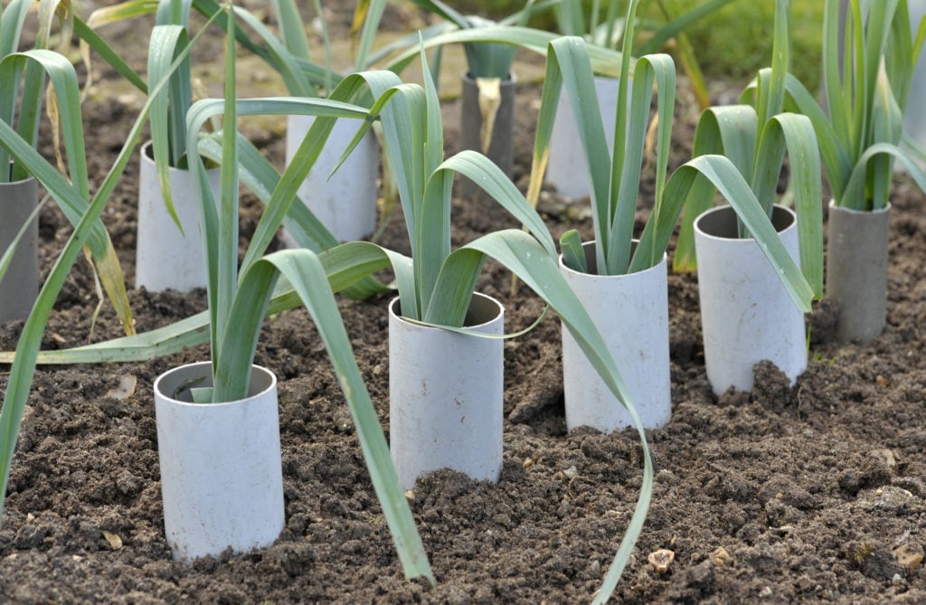 How to Grow Leeks in Pots