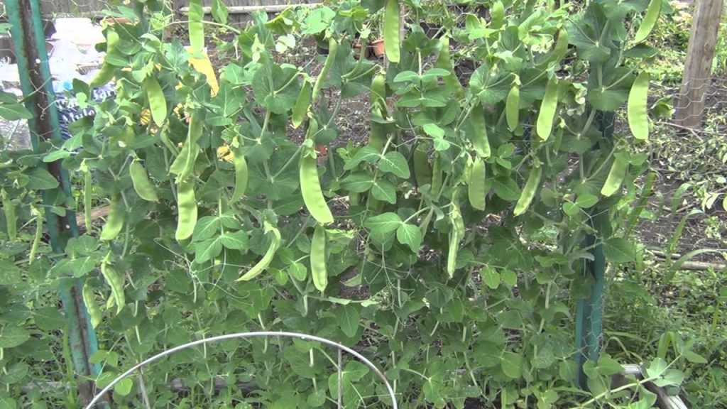 How to Grow Mangetout Plants