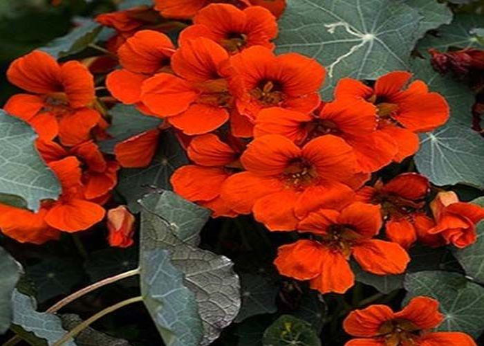 How to Grow Nasturtiums from Seeds in Five Steps