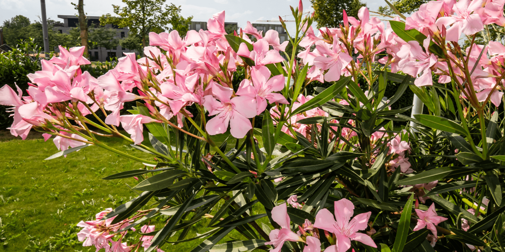 How to Grow Nerium Oleander