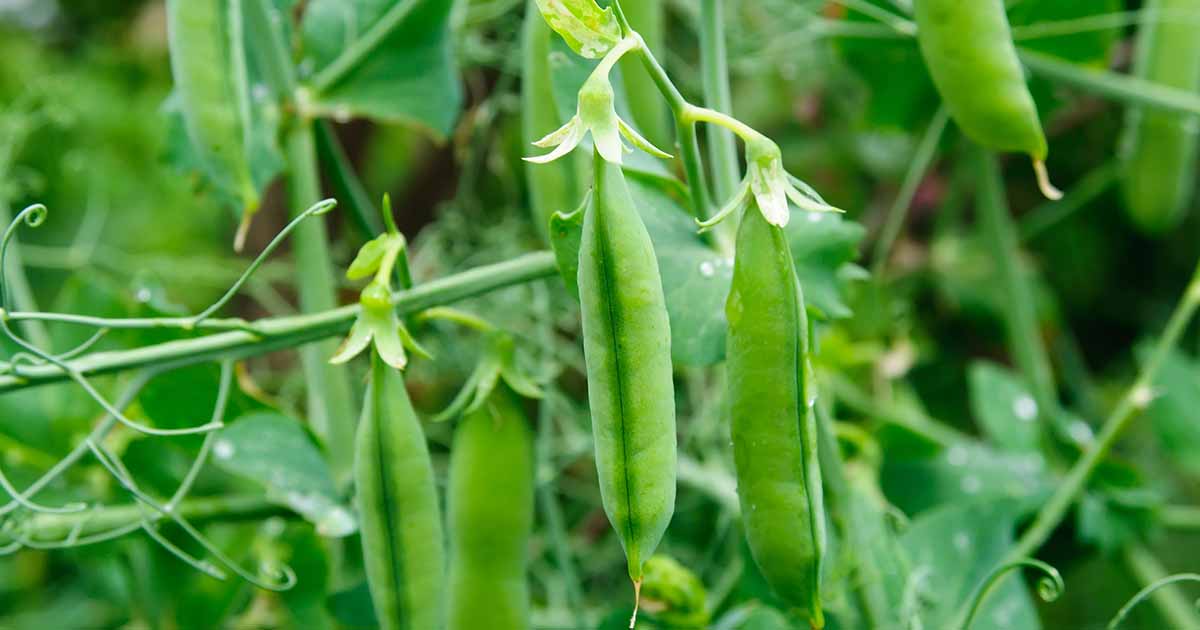 fast growing climbing plants - The Arches