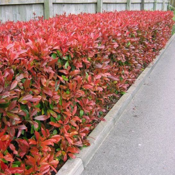 How to Grow Photinia Red Robin?