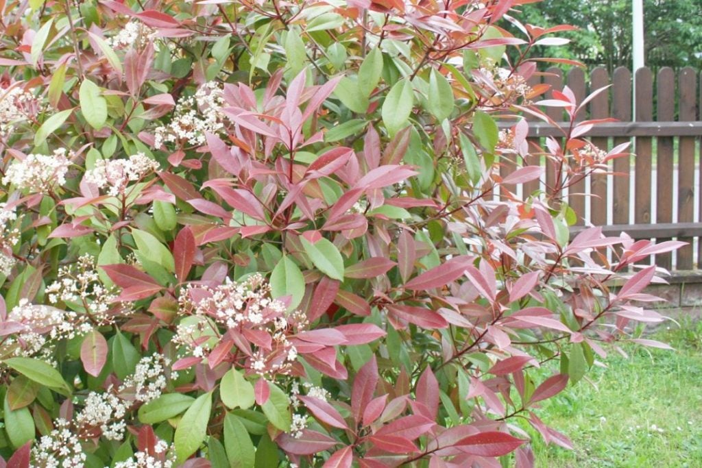 How to Grow Photinia Red Robin - The Arches