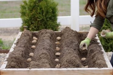 How to Grow Potatoes in Your Garden