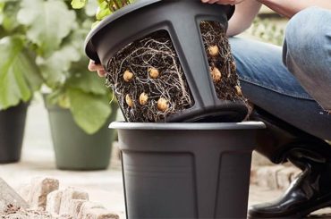 How to Grow Potatoes in a Pot