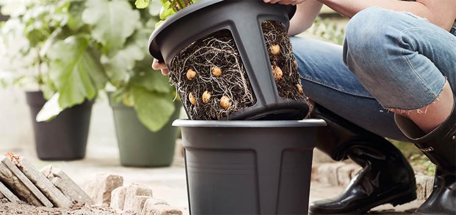 How to Grow Potatoes in a Pot