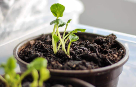 How to Grow Ranunculus Seeds Indoors