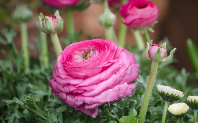 How to Grow Ranunculus from Seeds