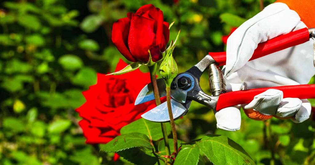 How to Grow Roses from Propagation