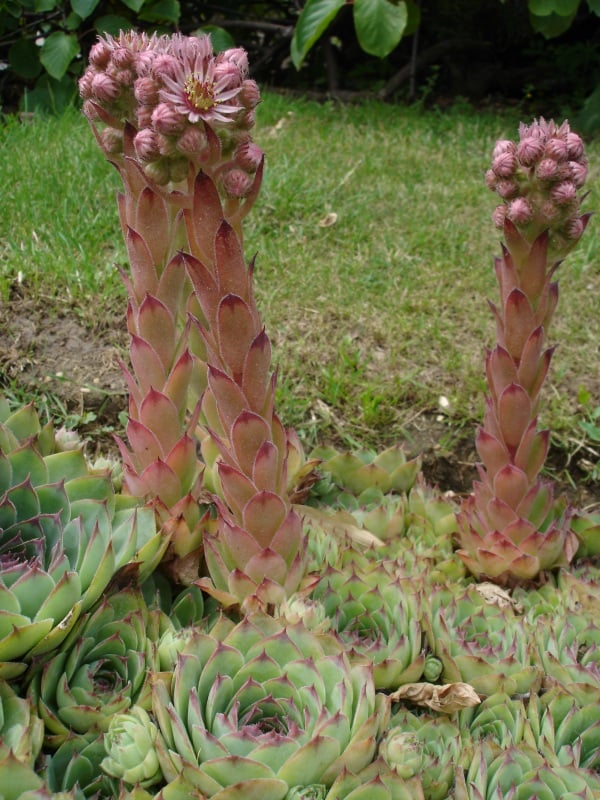 How to Grow Sempervivum or Houseleeks