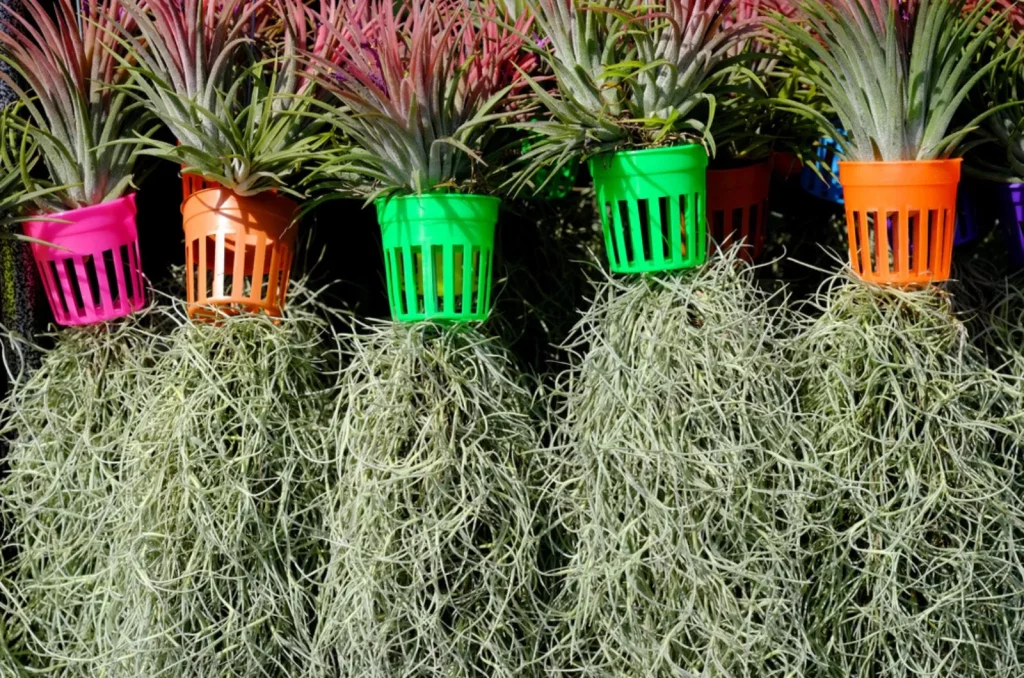 How to Care for Tillandsia Usneoides 'Spanish Moss' for Beginners -  TheArches