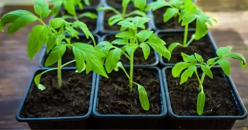 How to Grow Tomatoes at Home