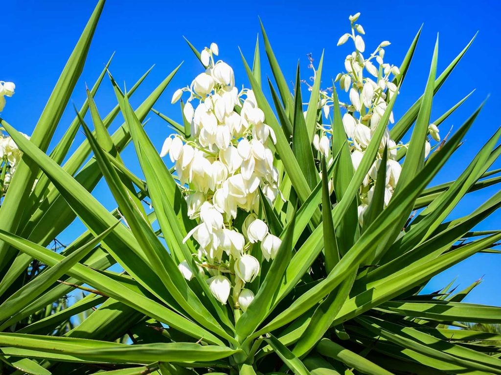 The Ultimate Yucca Plant Care Guide: From Planting to Pruning - TheArches