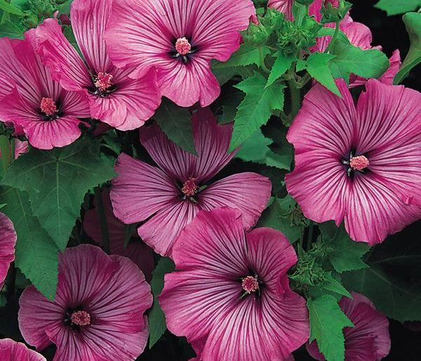 How to Grow and Care for Lavatera