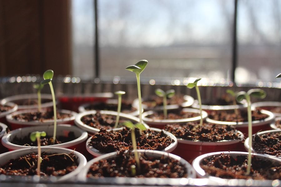 How to Grow from Seeds