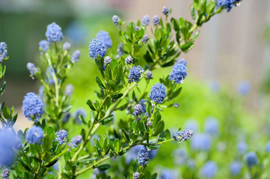 How to Grow the Ceanothus Planting Beds