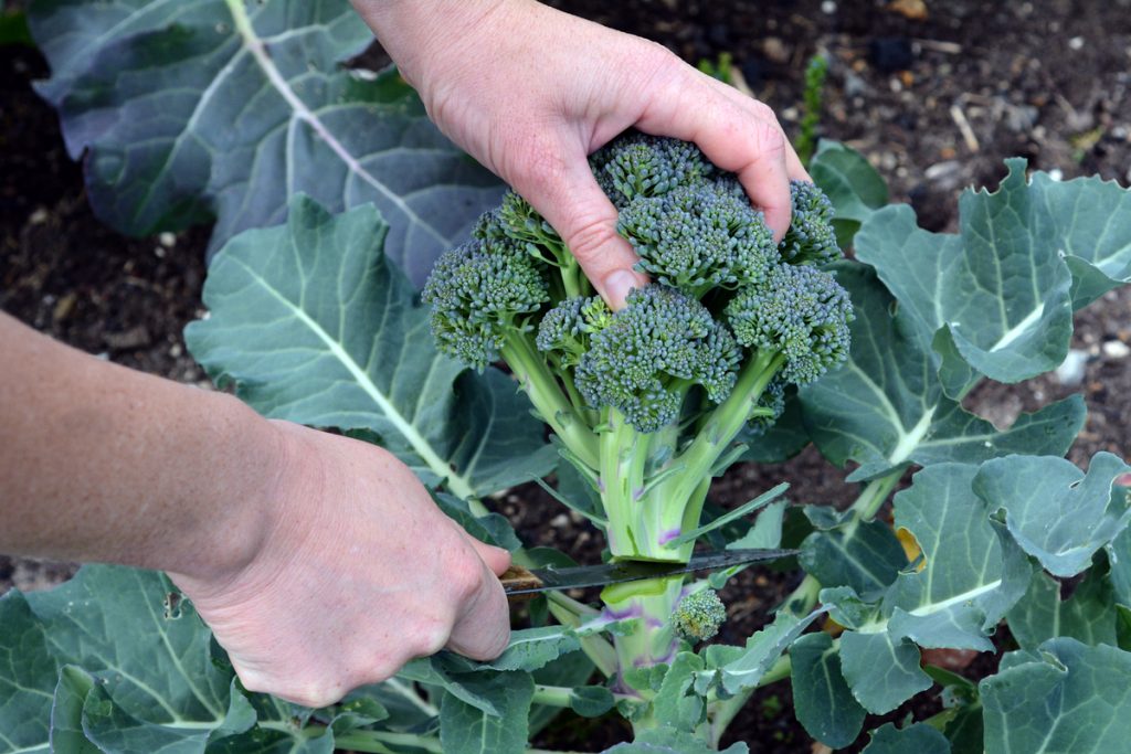 How to Harvest Broccoli 'Calabrese'