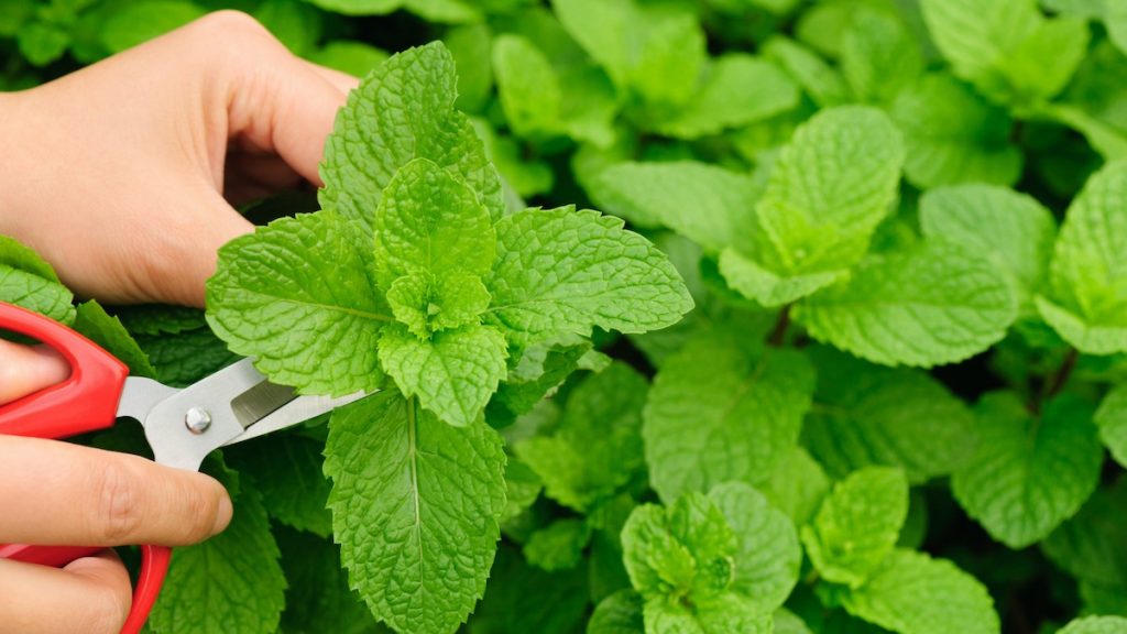 How to Harvest Mint
