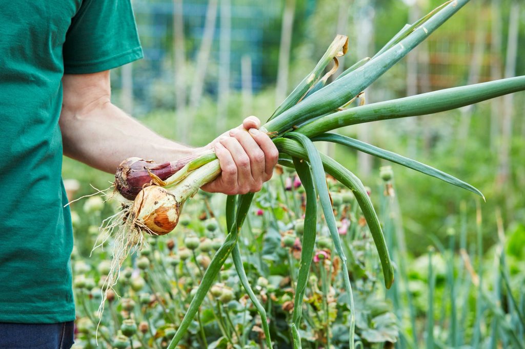 How to Harvest Onions