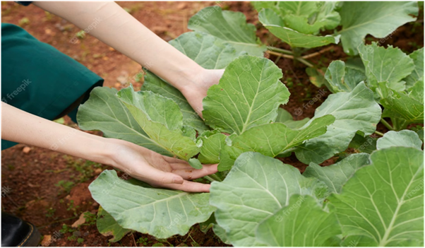 How to Harvest Rhubarb